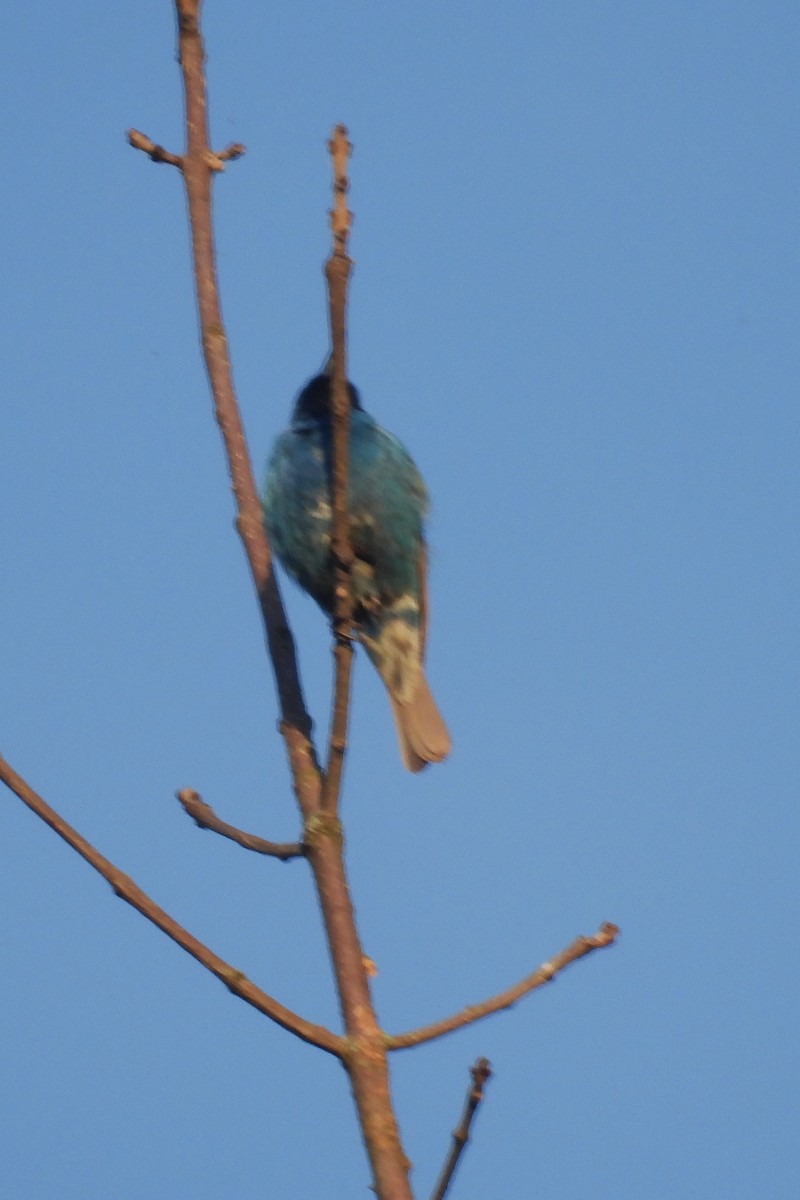 Indigo Bunting - ML620411820