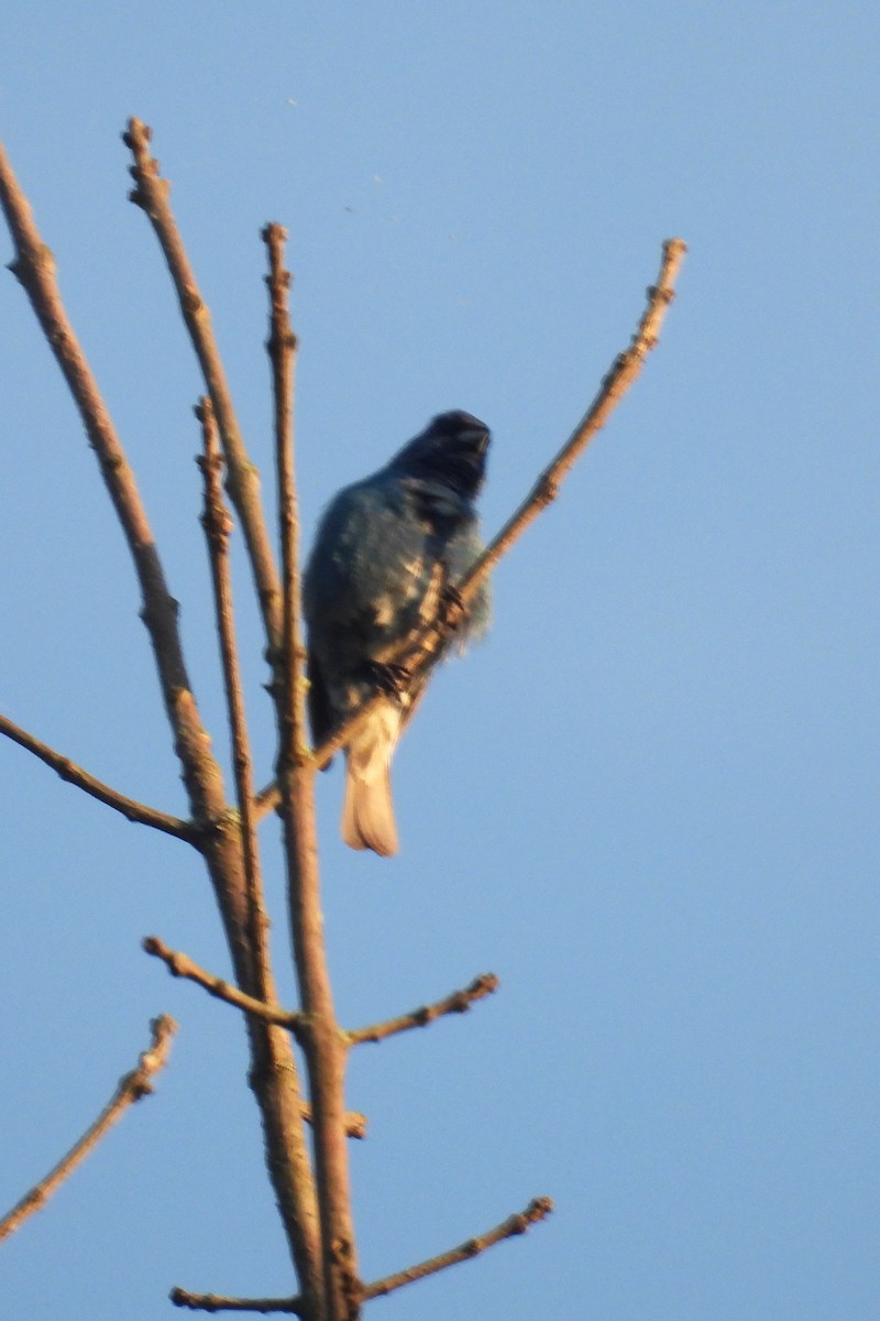 Indigo Bunting - ML620411821