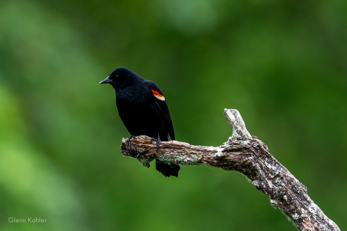 Red-winged Blackbird - ML620411844