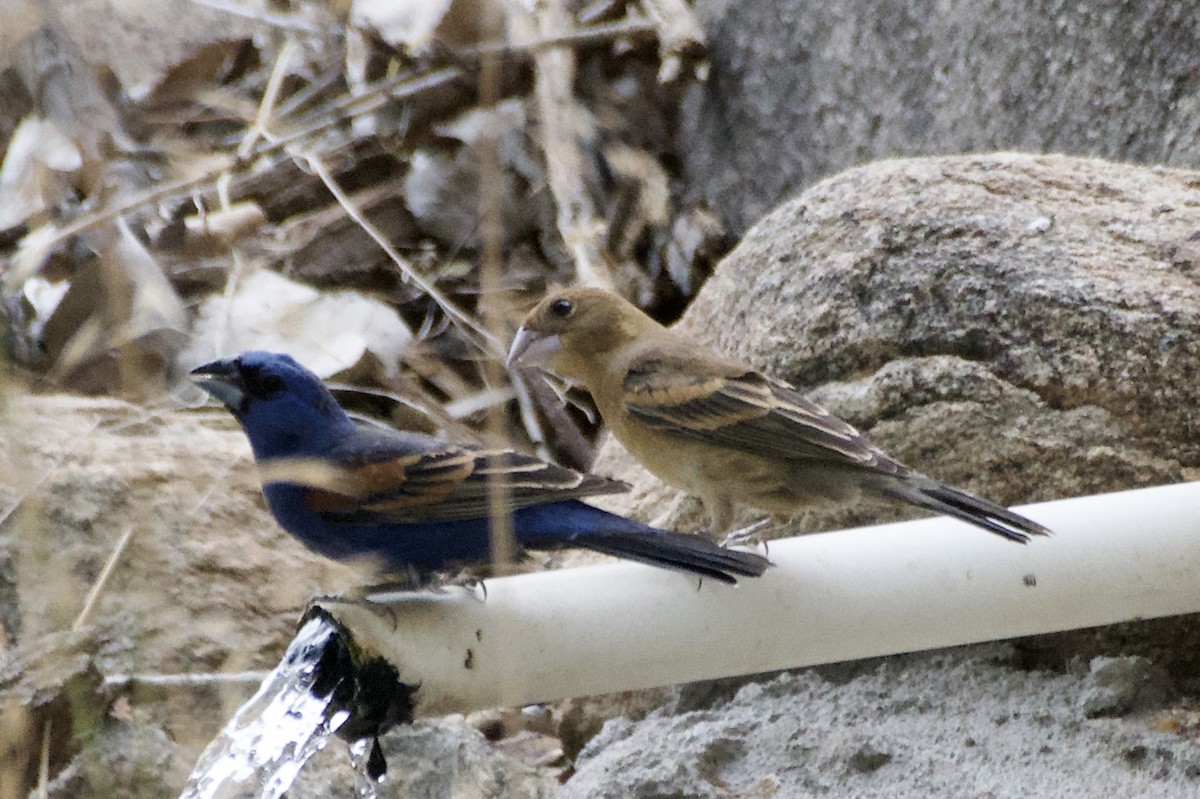 Blue Grosbeak - ML620411848