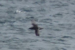 Manx Shearwater - ML620411849