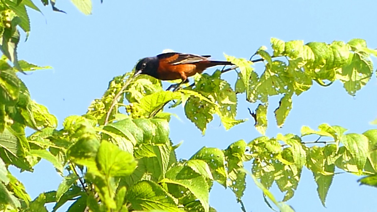 Orchard Oriole - ML620411859
