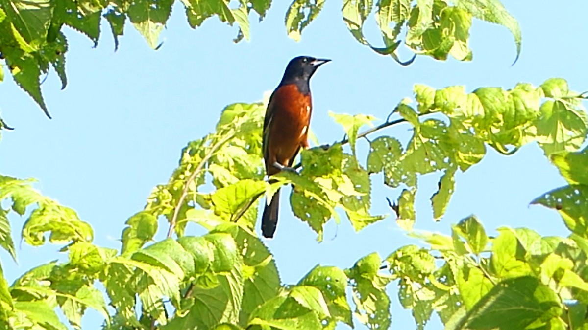 Orchard Oriole - ML620411860