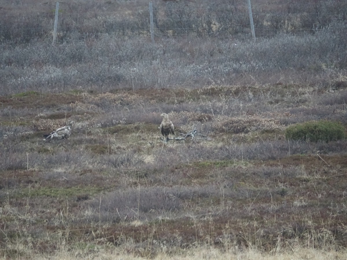 White-tailed Eagle - ML620411862