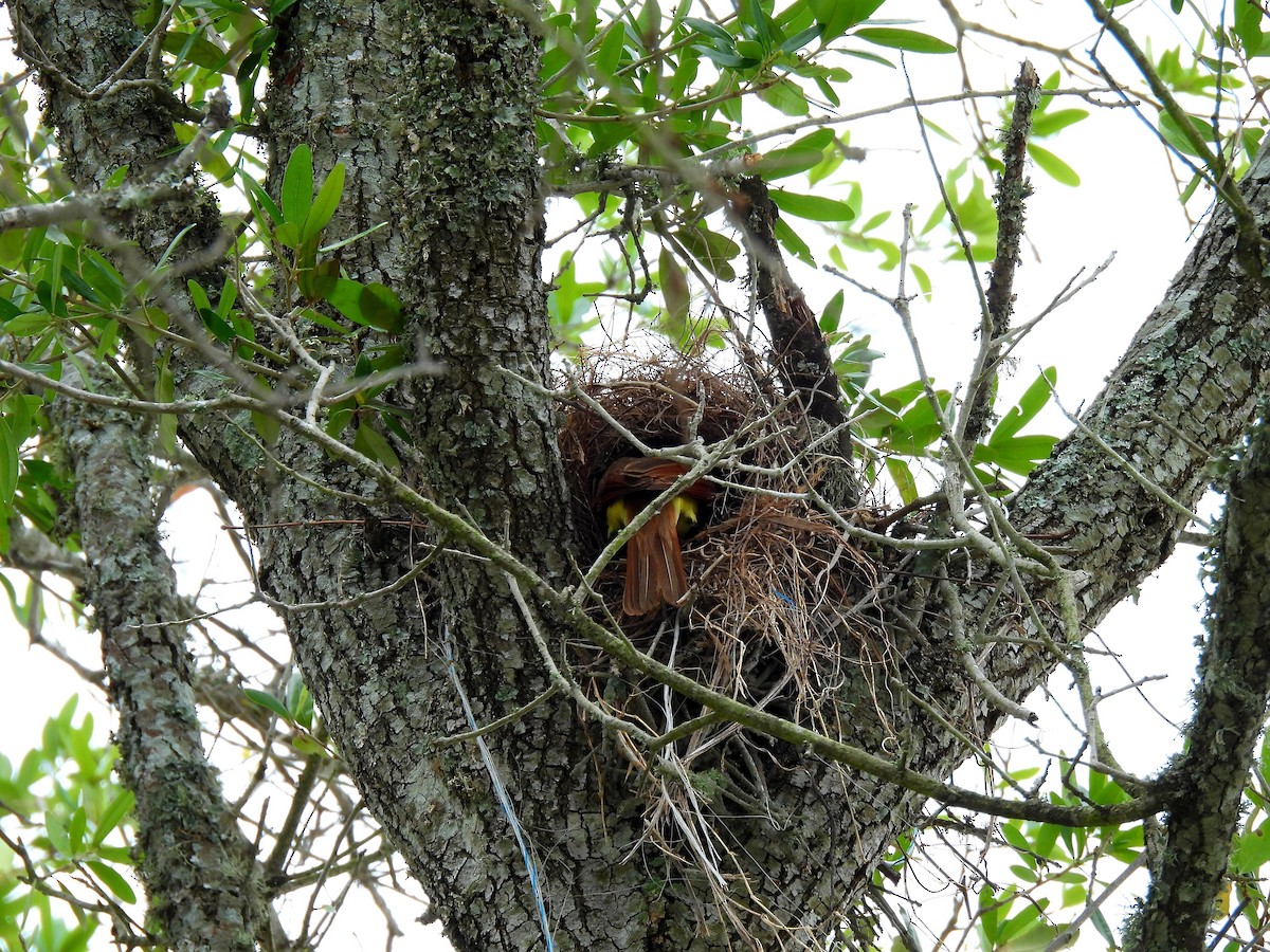 Great Kiskadee - ML620411864