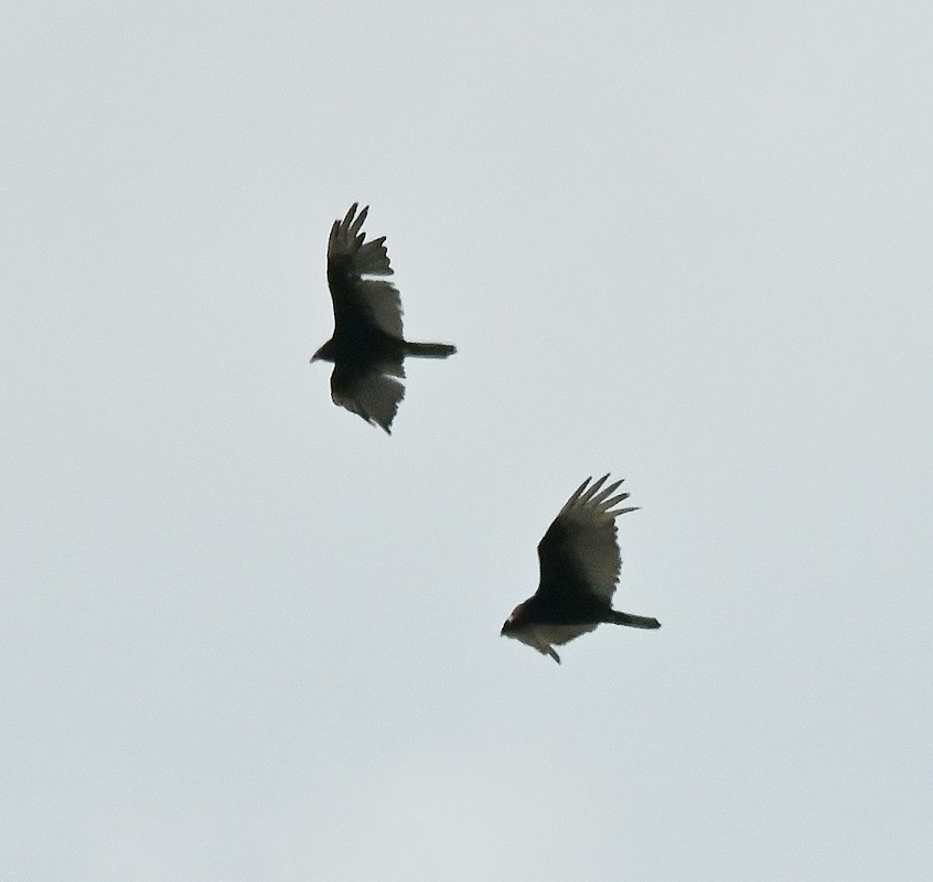 Turkey Vulture - ML620411872