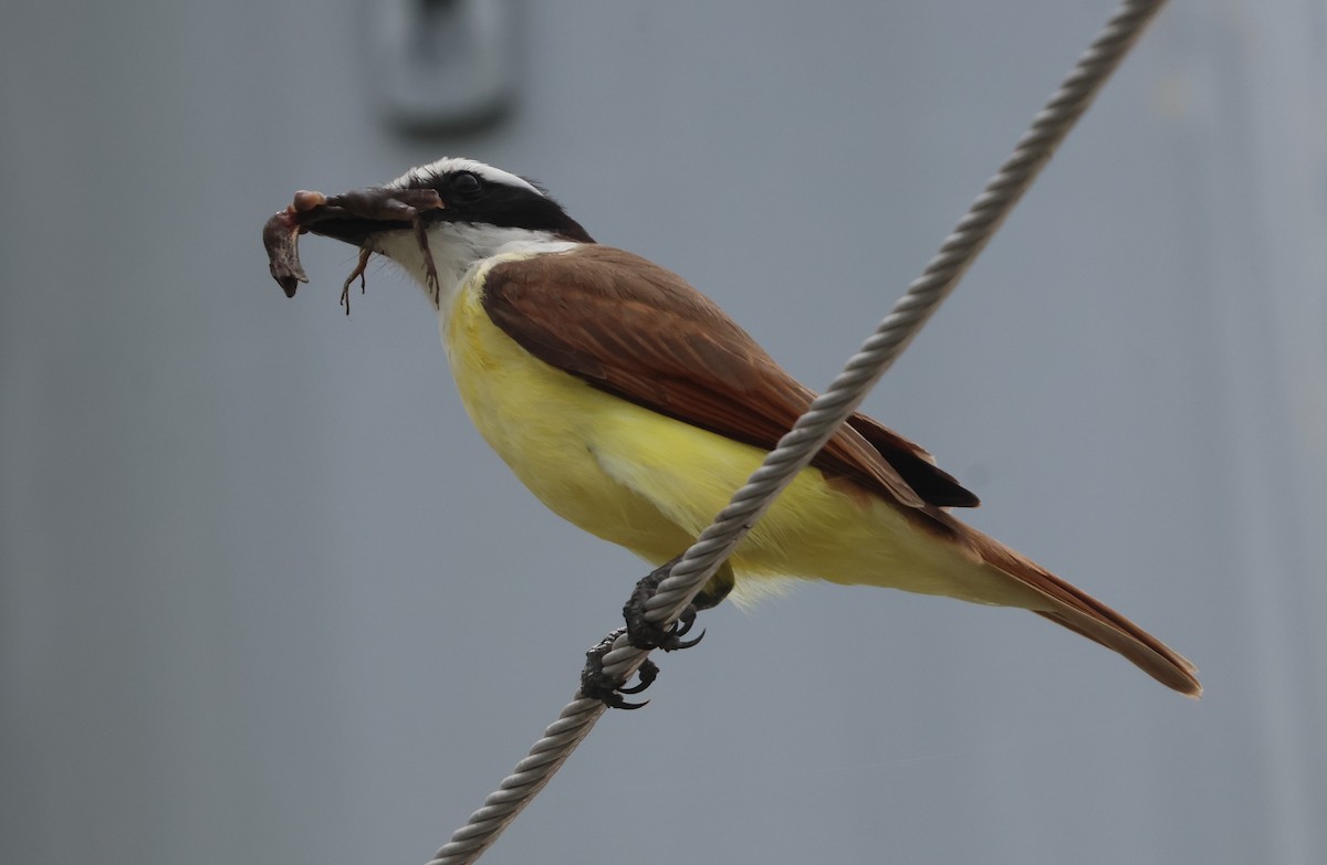 Great Kiskadee - ML620411873