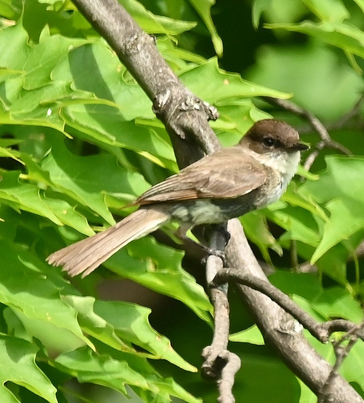 Eastern Phoebe - ML620411879