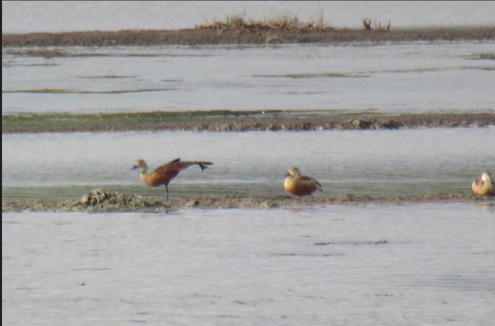 Lesser Whistling-Duck - ML620411884