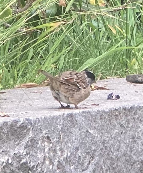 Golden-crowned Sparrow - ML620411886