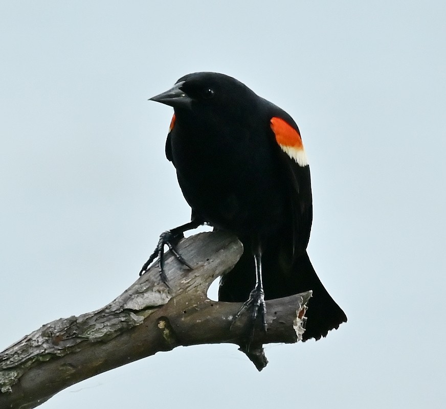 Red-winged Blackbird - ML620411889