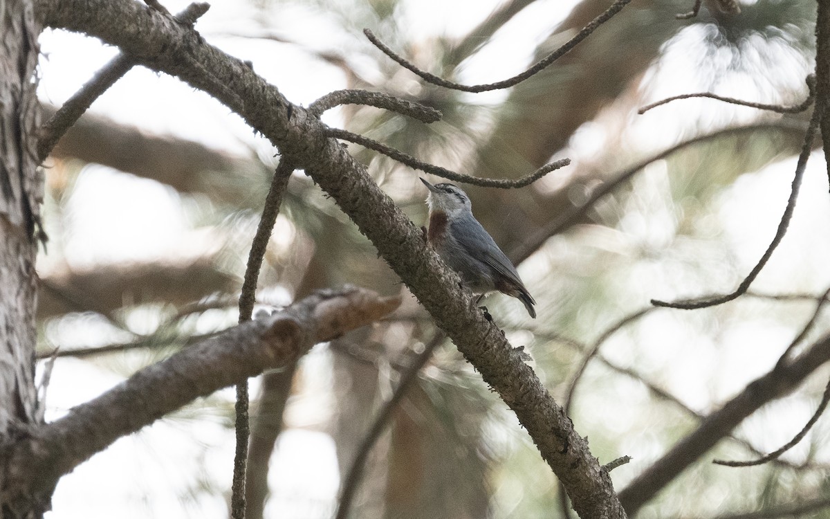 Krüper's Nuthatch - ML620411896