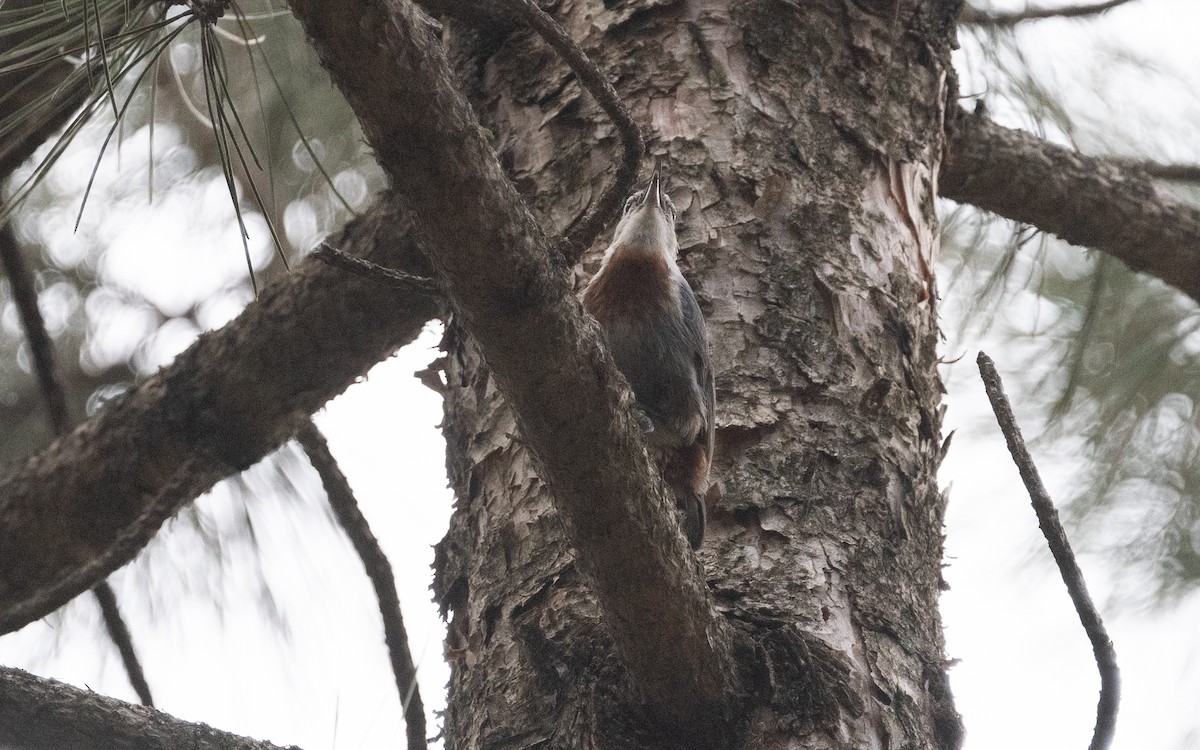 Krüper's Nuthatch - ML620411897