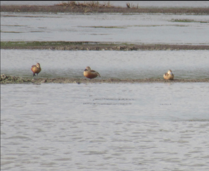 Lesser Whistling-Duck - ML620411901