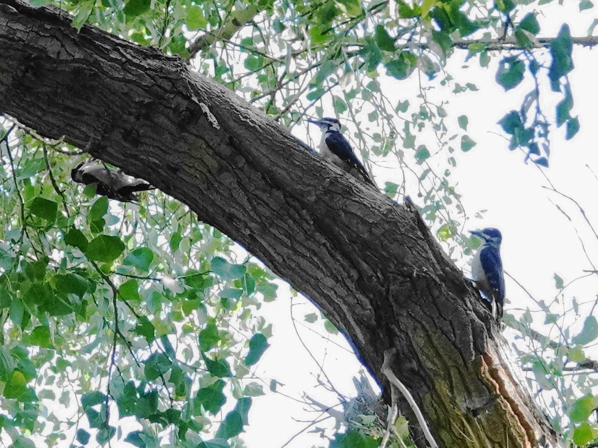 Hairy Woodpecker (Rocky Mts.) - ML620411903