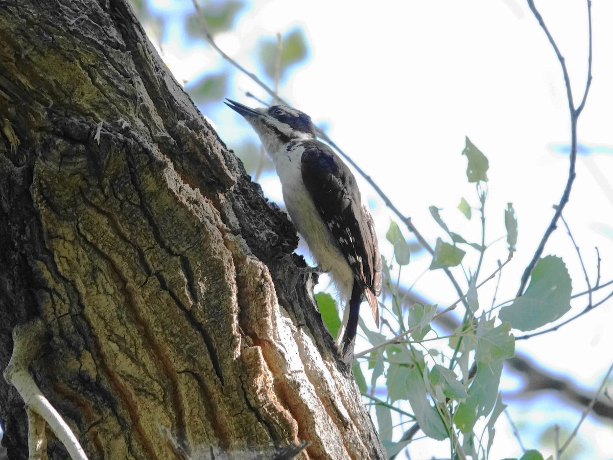 Hairy Woodpecker (Rocky Mts.) - ML620411905