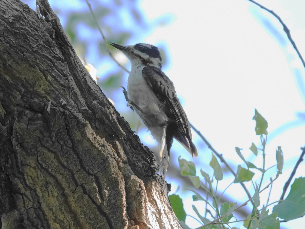 Hairy Woodpecker (Rocky Mts.) - ML620411907