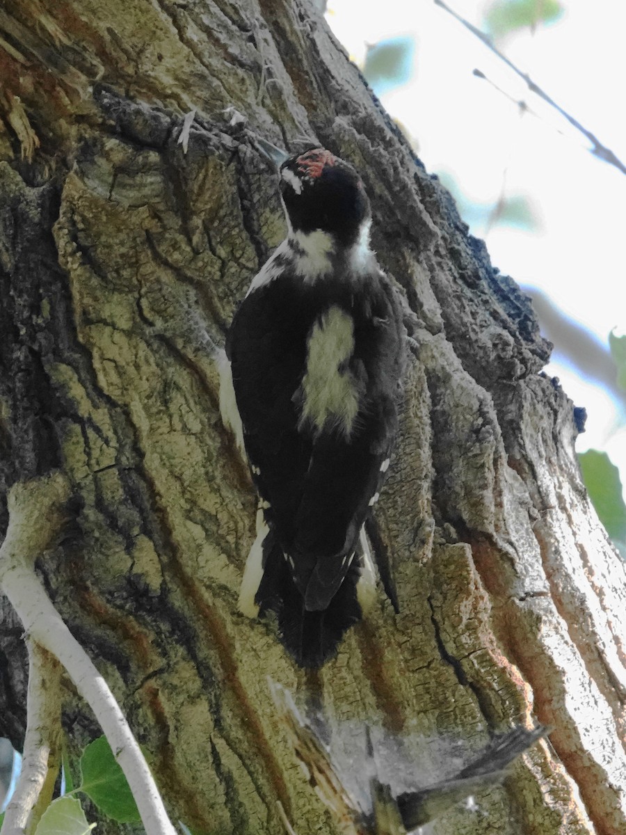 Hairy Woodpecker (Rocky Mts.) - ML620411908