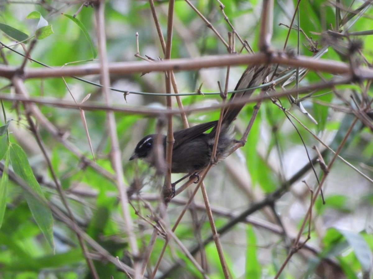 White-throated Fantail - ML620411919