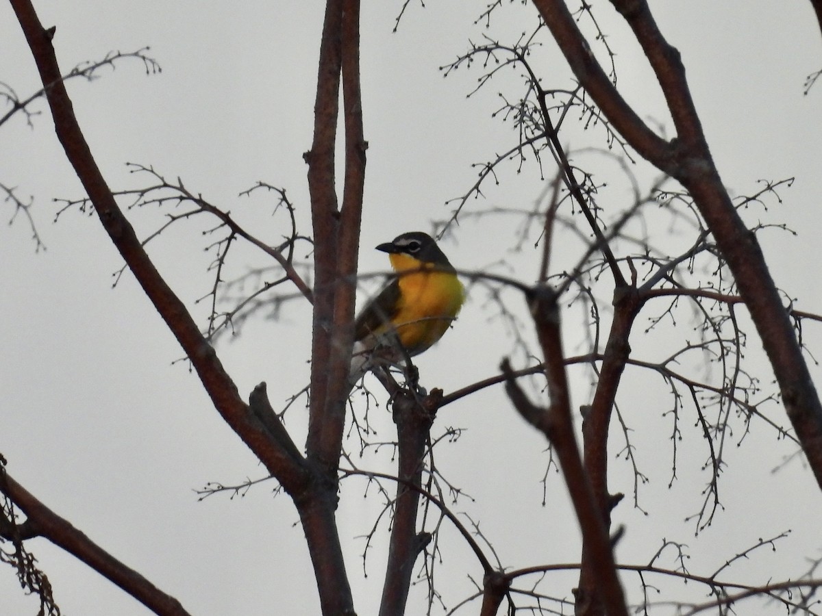 Yellow-breasted Chat - ML620411933