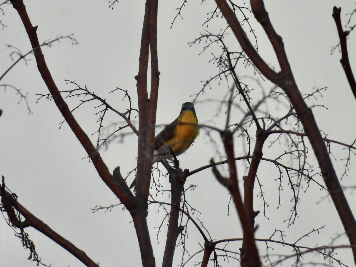 Yellow-breasted Chat - ML620411934
