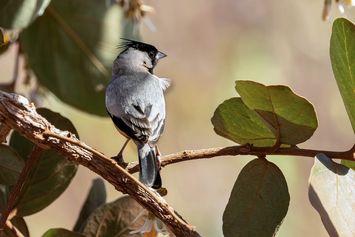 Coal-crested Finch - ML620411936