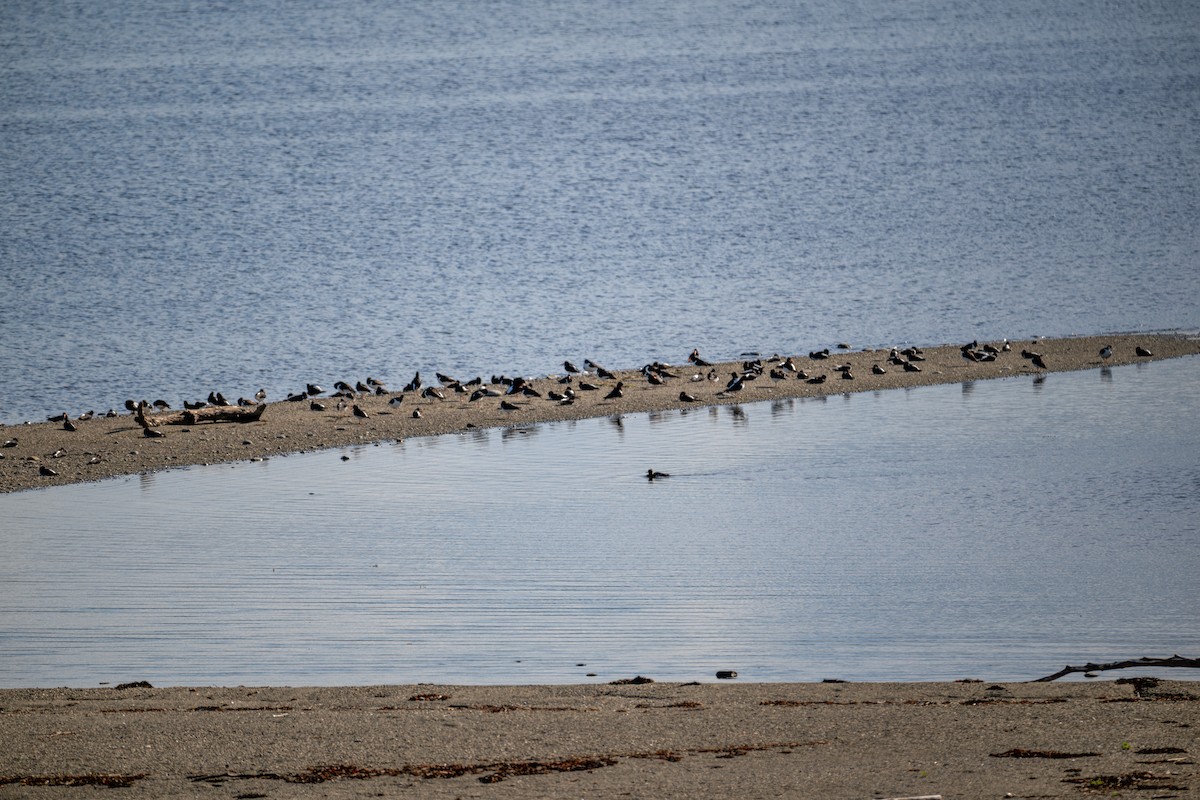 Eurasian Oystercatcher - ML620411938