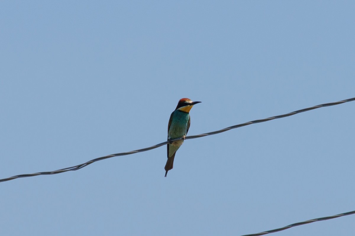 European Bee-eater - ML620411950