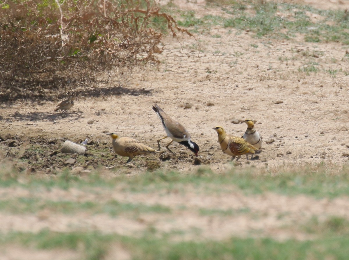 Spotted Sandgrouse - ML620411952