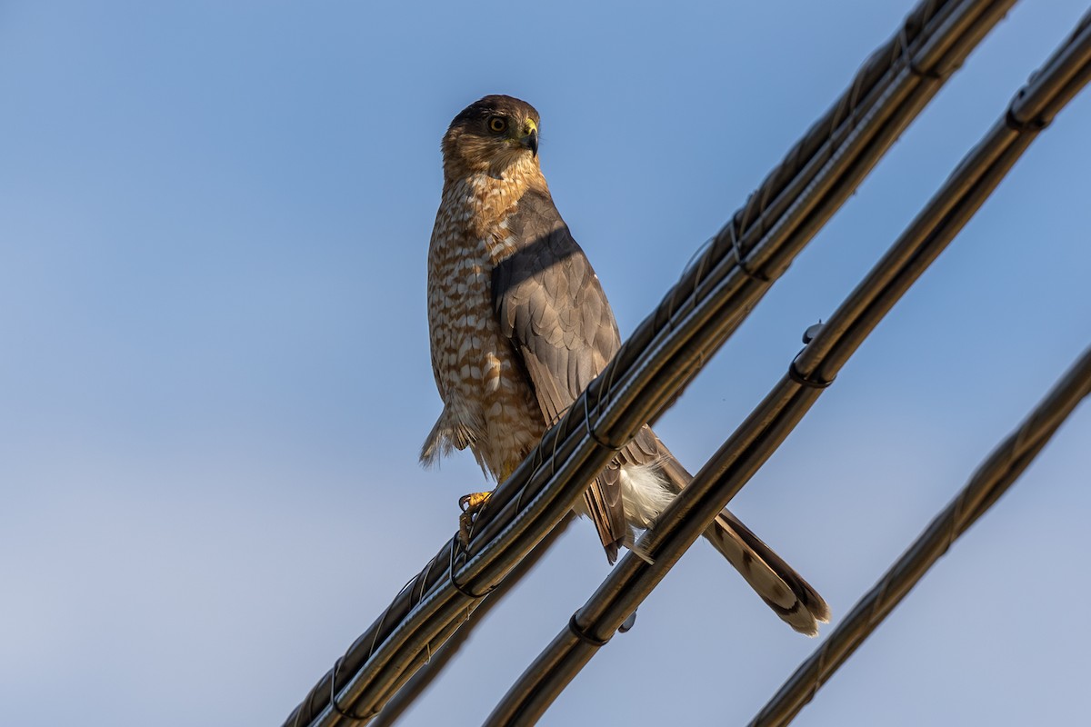 Cooper's Hawk - ML620411954