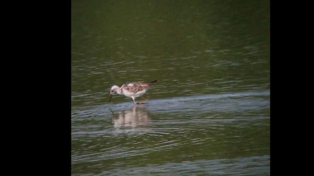 Lesser Yellowlegs - ML620411956