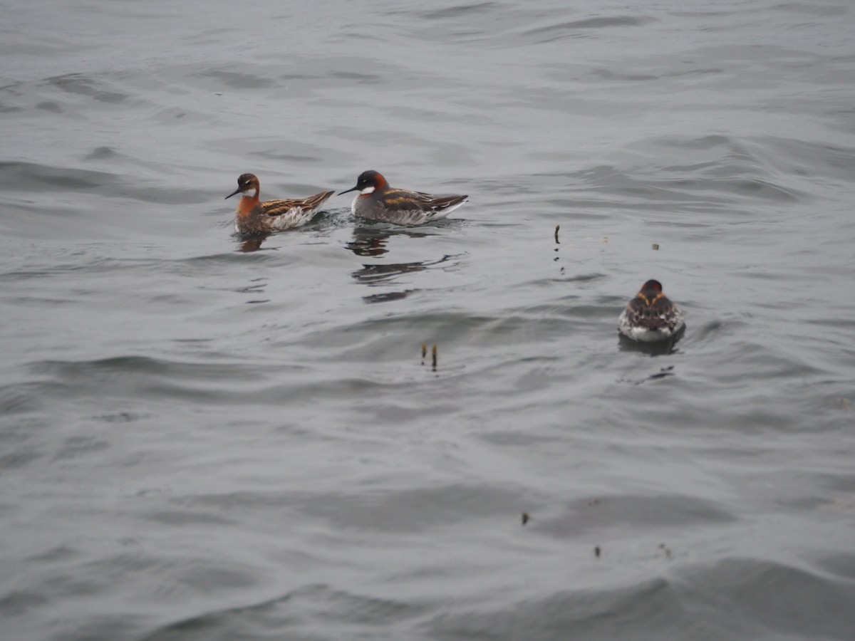 Phalarope à bec étroit - ML620411960