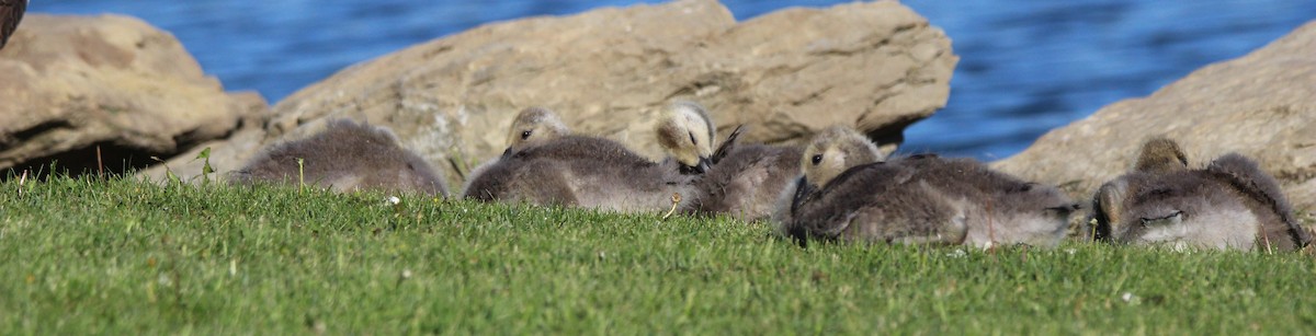 Canada Goose - ML620411962