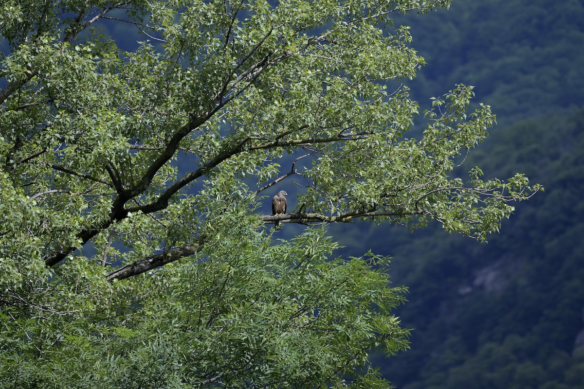 Black Kite - ML620411974