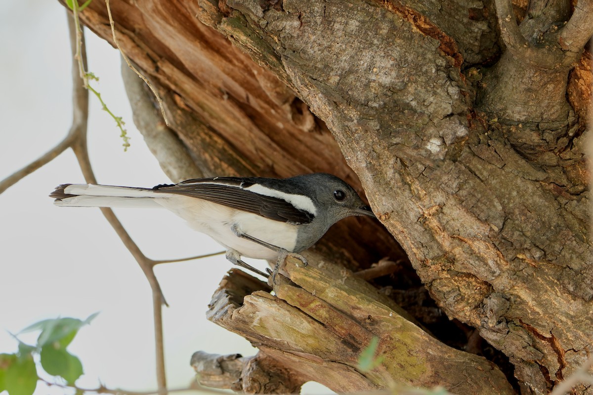 Oriental Magpie-Robin - ML620411978