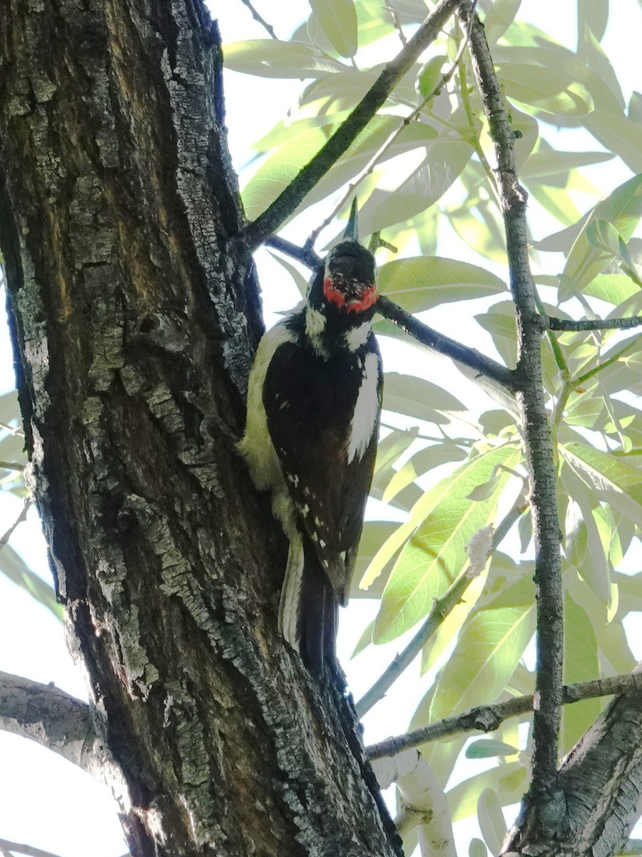 Hairy Woodpecker (Rocky Mts.) - ML620411984