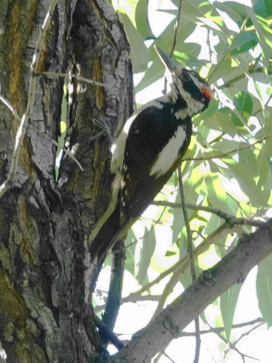 strakapoud americký (ssp. orius/icastus) - ML620411985