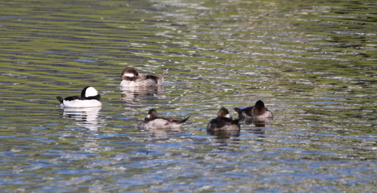 Bufflehead - ML620411991