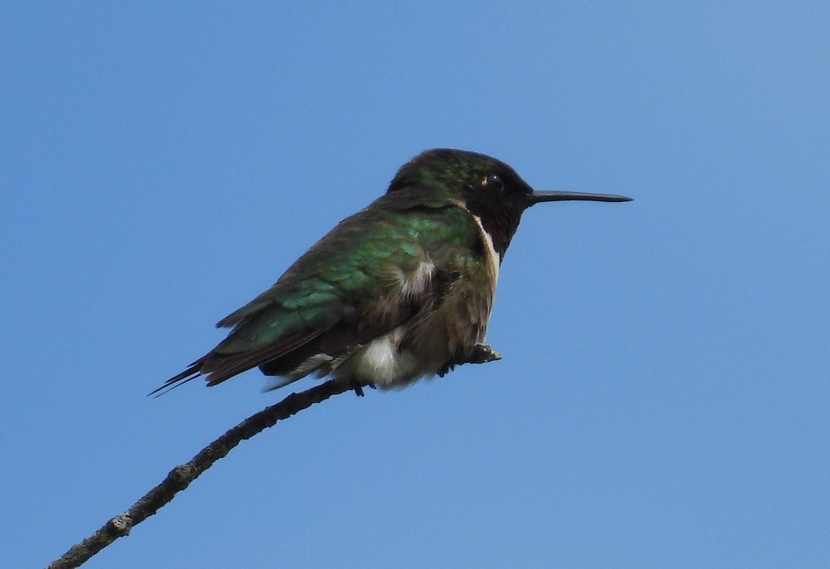 Colibri à gorge rubis - ML620411992