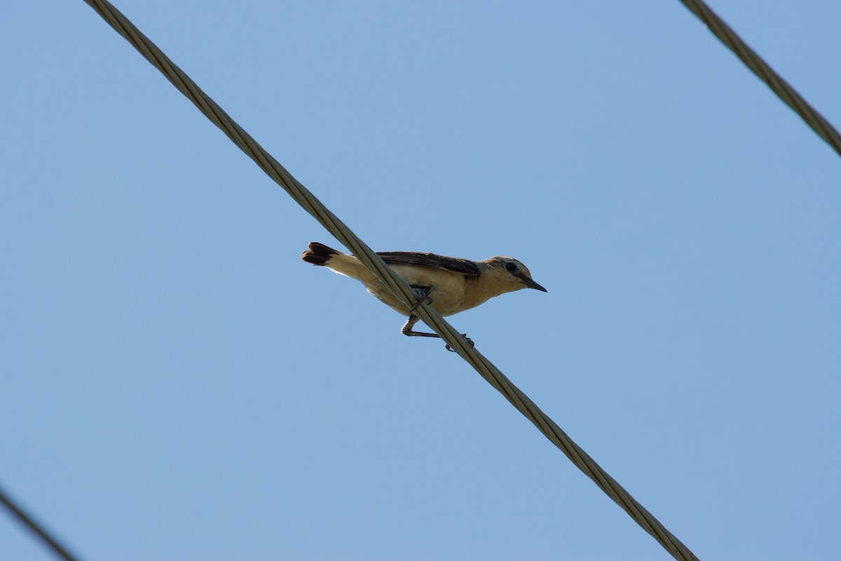 Northern Wheatear - ML620411996