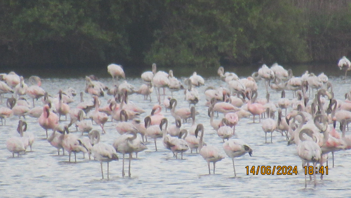 Lesser Flamingo - ML620411999