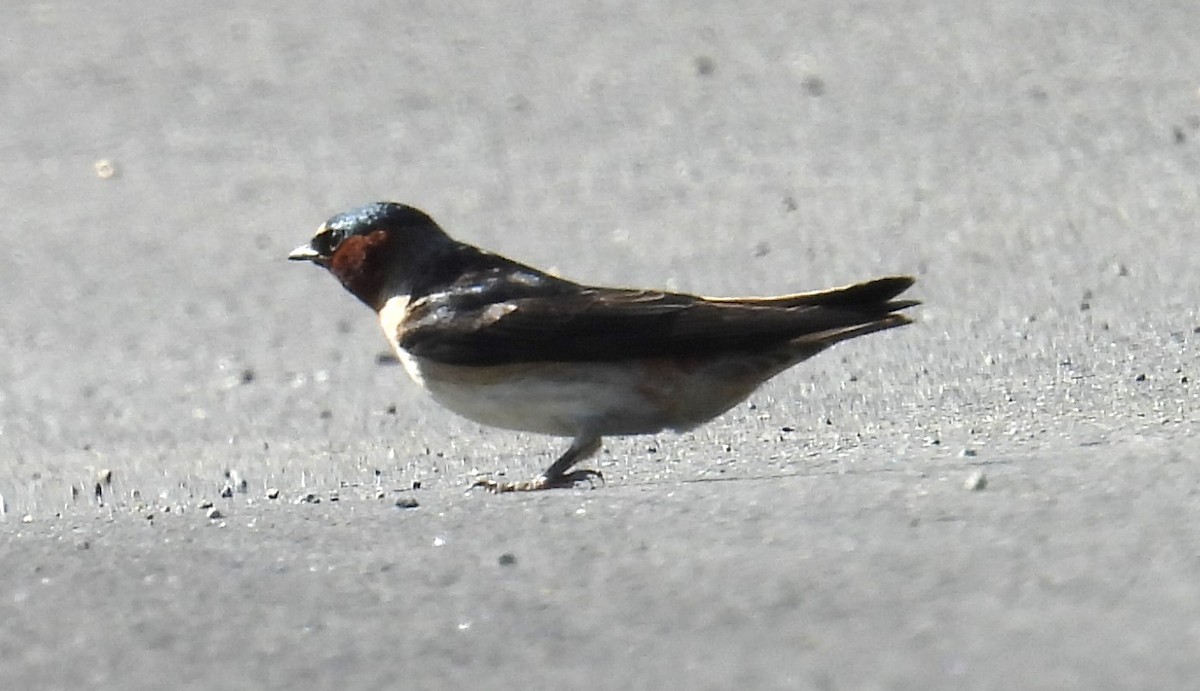 Cliff Swallow - ML620412009