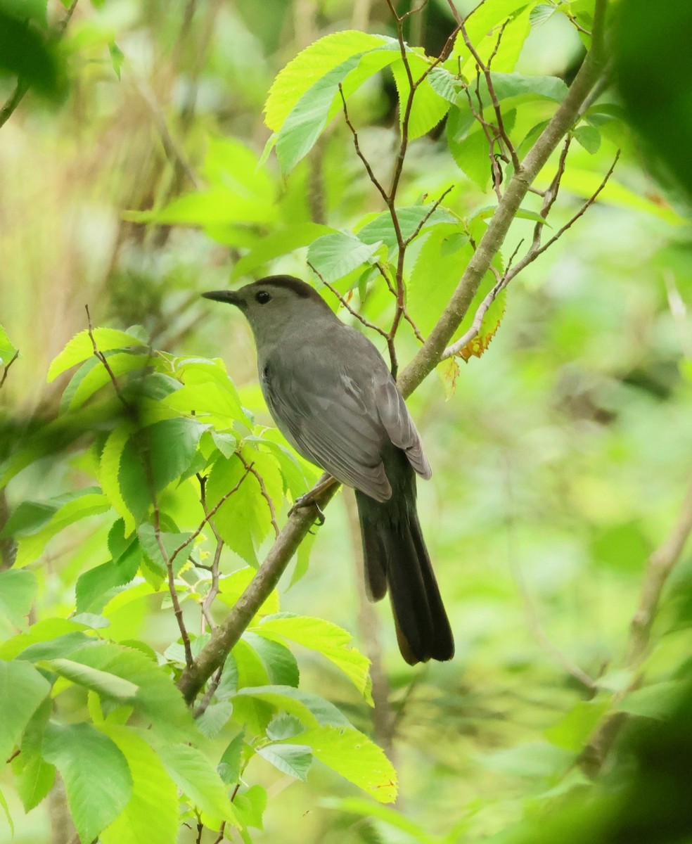 Gray Catbird - ML620412012