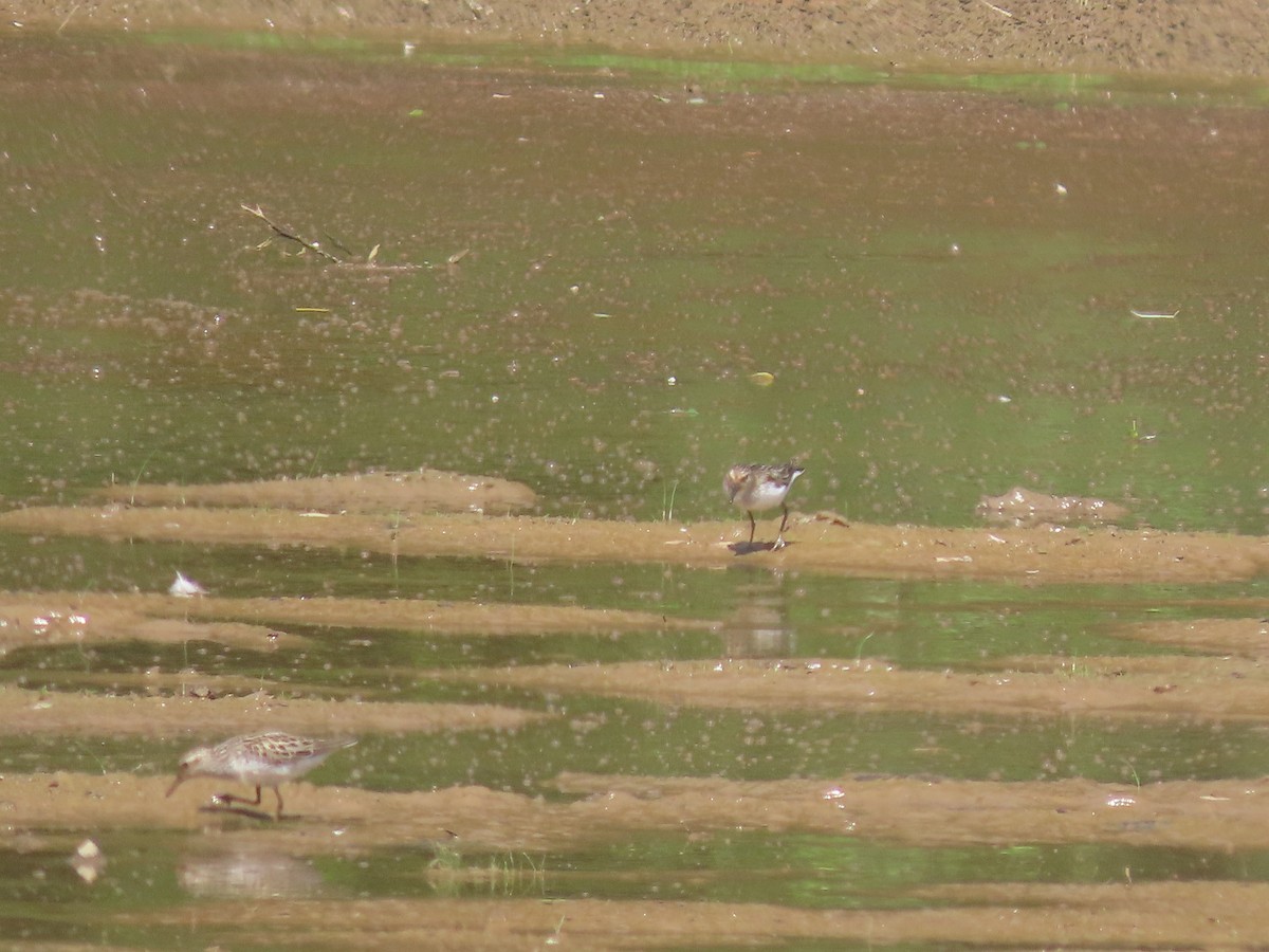 Semipalmated Sandpiper - ML620412013