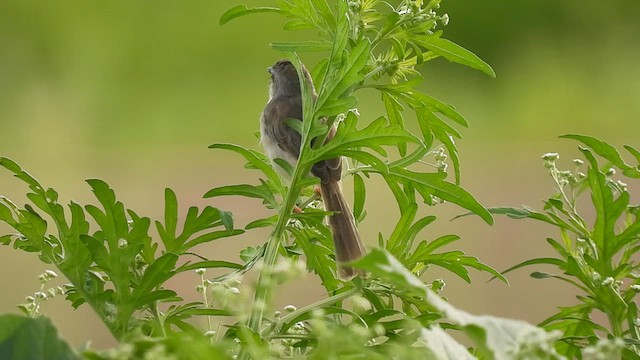 Plain Prinia - ML620412014