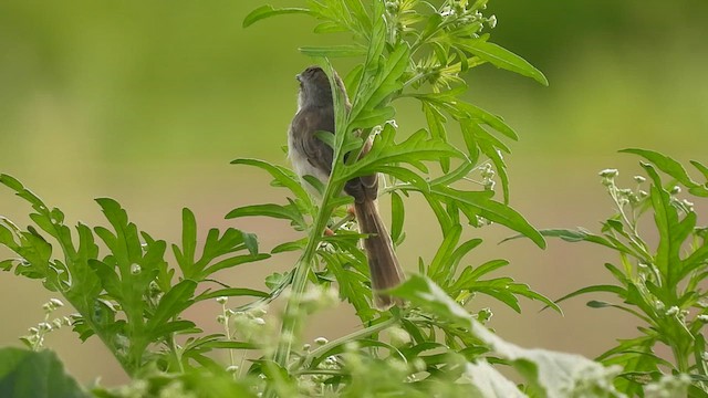 Plain Prinia - ML620412014