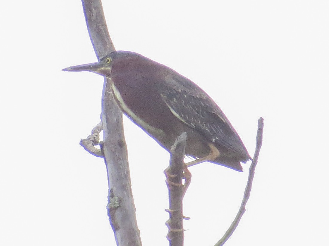 Green Heron - ML620412018