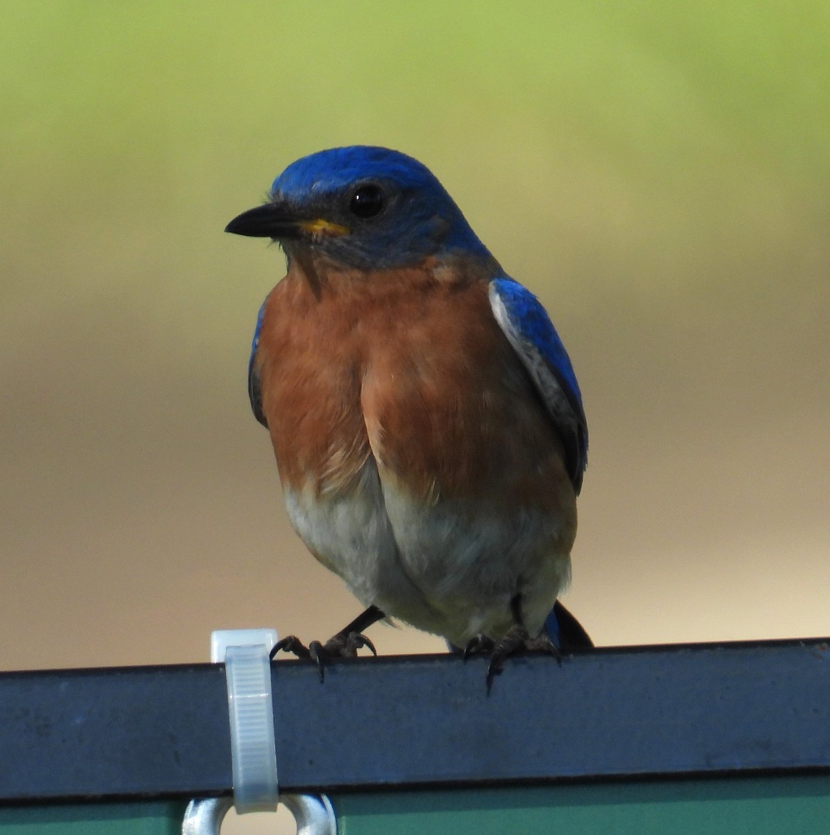 Eastern Bluebird - ML620412027