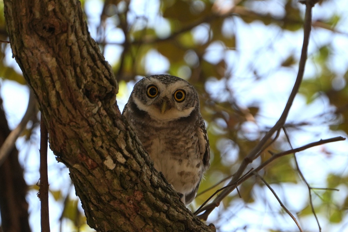 Spotted Owlet - ML620412028
