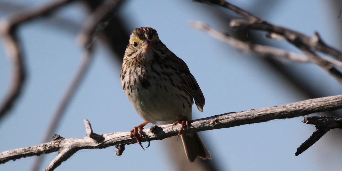 Savannah Sparrow - ML620412029